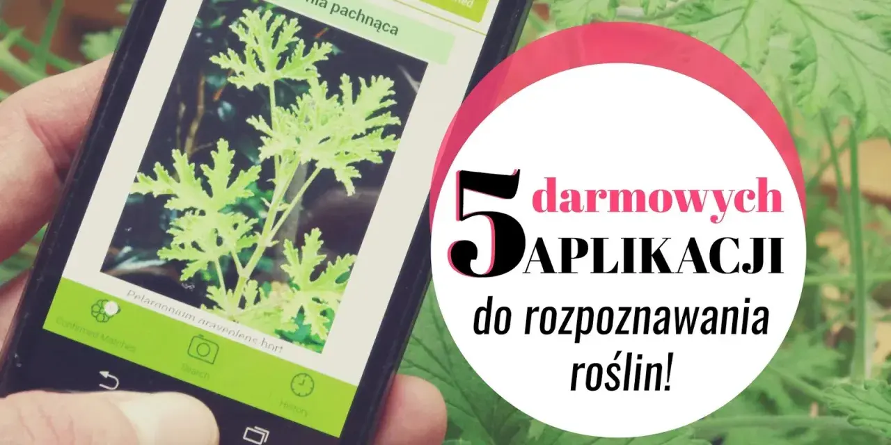 Smartfon z aplikacją do rozpoznawania roślin. Wyświetla zdjęcie pelargonii pachnącej. 5 darmowych aplikacji do rozpoznawania roślin!