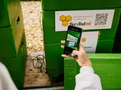 Ręka trzyma smartfon, by zeskanować kod QR na zielonym ulu. Aplikacja BeeAndMe pokazuje podgląd.