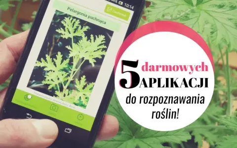 Smartfon z aplikacją do rozpoznawania roślin. Wyświetla zdjęcie pelargonii pachnącej. 5 darmowych aplikacji do rozpoznawania roślin!