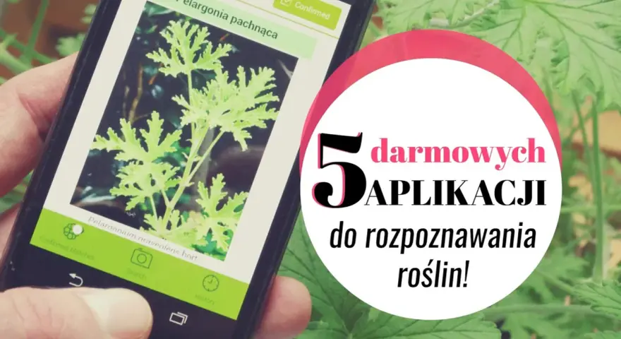 Smartfon z aplikacją do rozpoznawania roślin. Wyświetla zdjęcie pelargonii pachnącej. 5 darmowych aplikacji do rozpoznawania roślin!